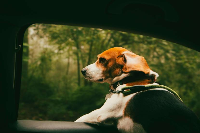 8. Ab in die Ferne: Roadtrip mit Hund