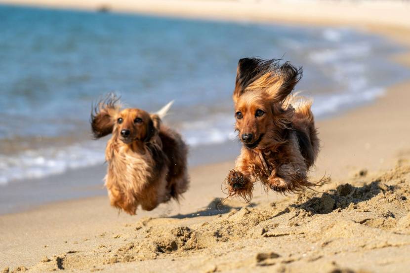 9. Sand zwischen den Pfoten: Ein Tag am Strand