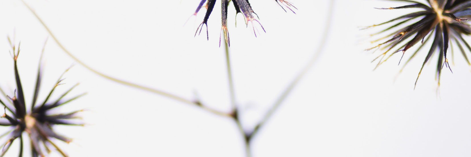 Angelica Archengleica Clinical INCI Ingredient