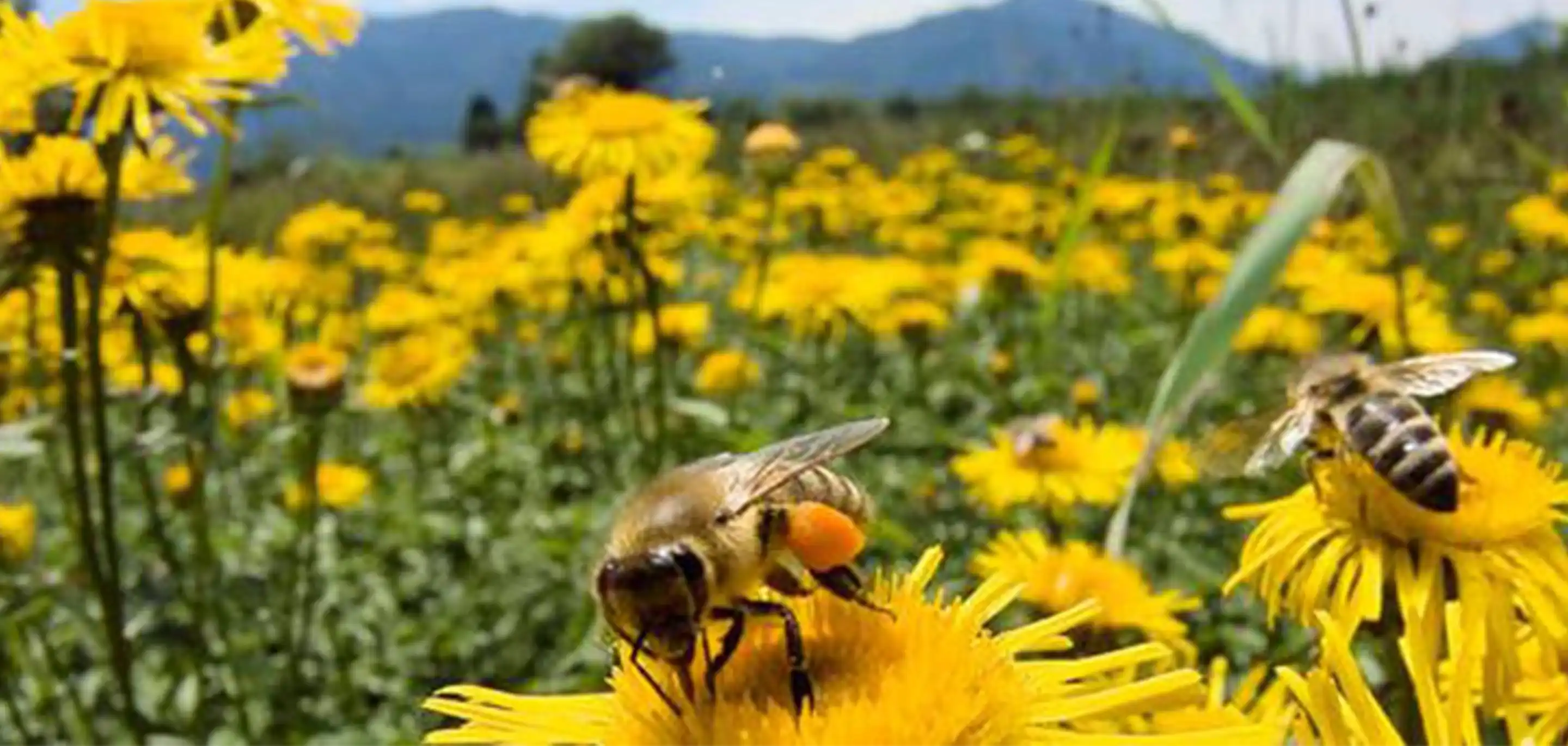 Introducing the Bee Bold Alliance