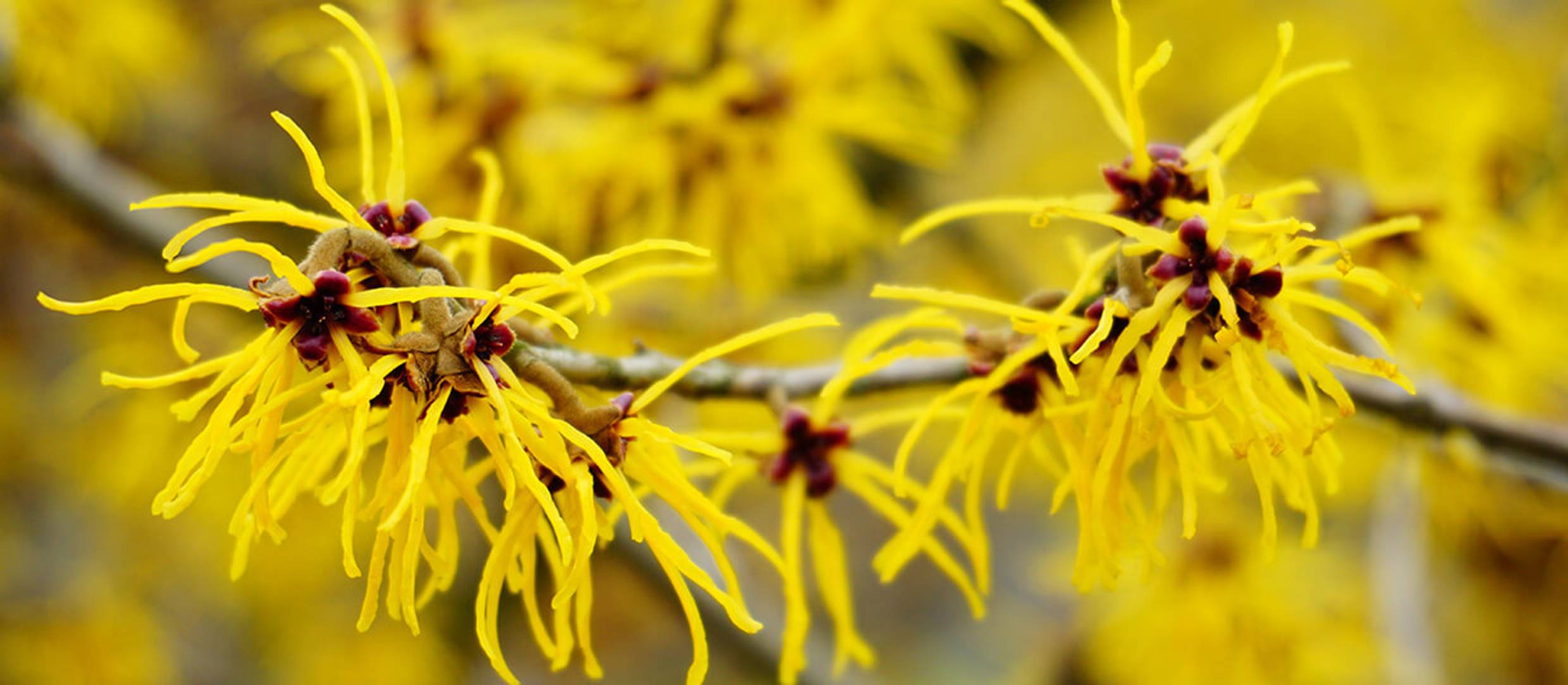 Witch Hazel stem of blooming Blossoms