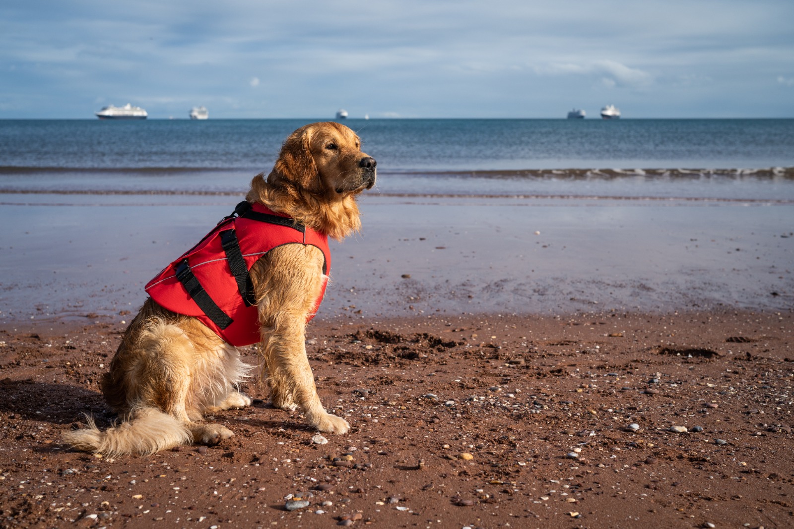 Dog sat on a beach in front of the sea wearing a red dog buoyancy aid
