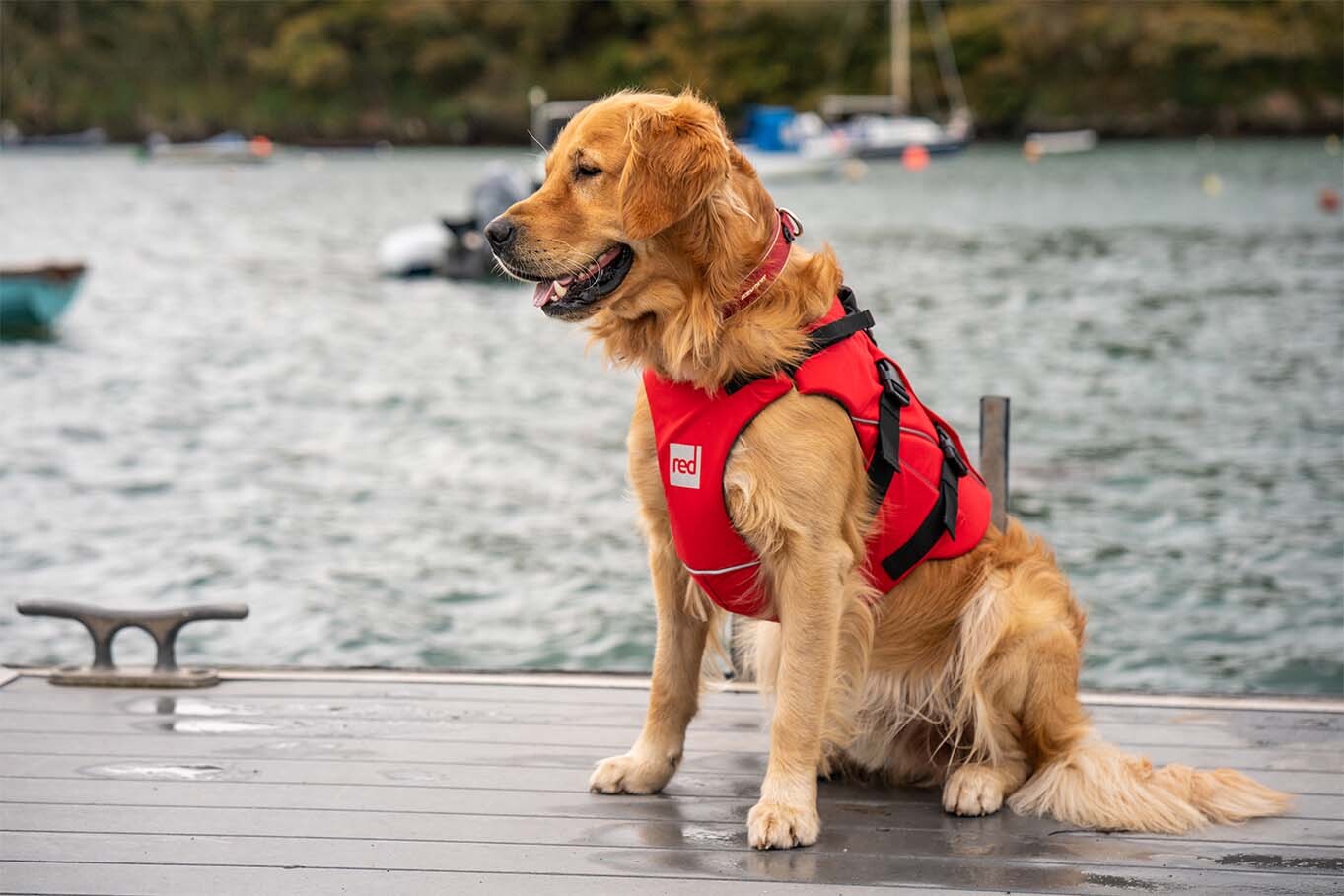 Dog sat on a jetty in front of a lake wearing a red dog buoyancy aid
