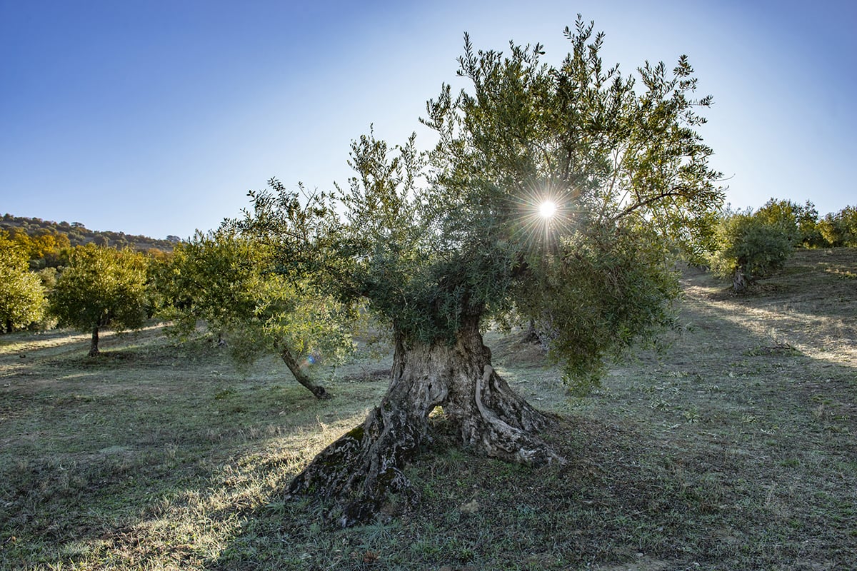 The Land & Trees