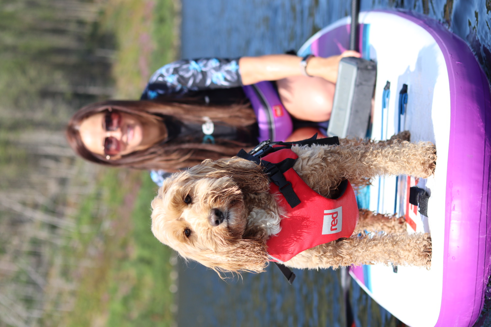 Reggie the Cockapoo paddleboarding with his owner