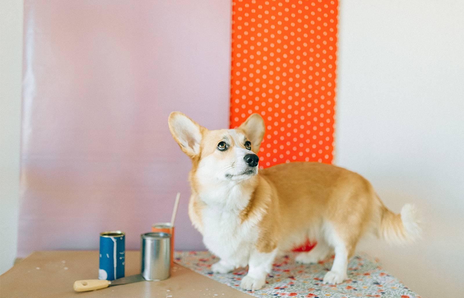 Corgi with wallpaper and paint/Photography: Nataliya Vaitkevich/Spaces designed around our four-legged friends are trending now, according to Pinterest's latest trend report.