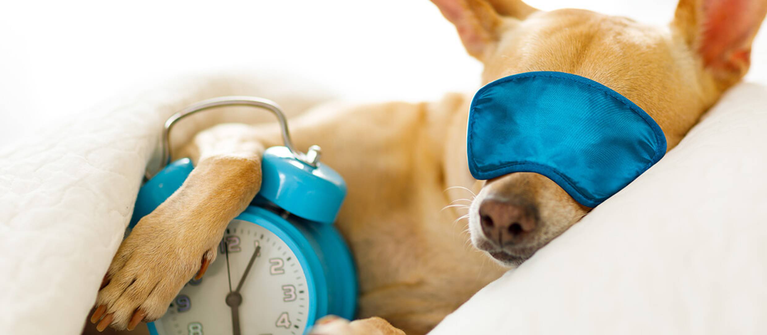 Dog Sleeping with blue eye mask and clock demonstrating tips fro better sleep