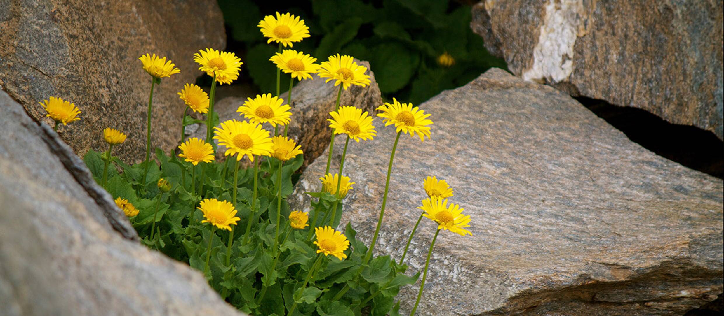 The amazing Benefits of Arnica Oil as a pain reliever