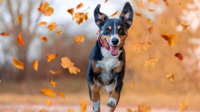 Hund läuft durch Laub