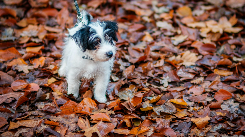 Hund steht im Laub