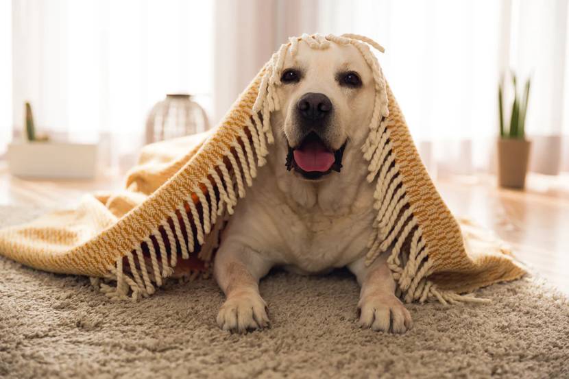 Hund unter einer Decke