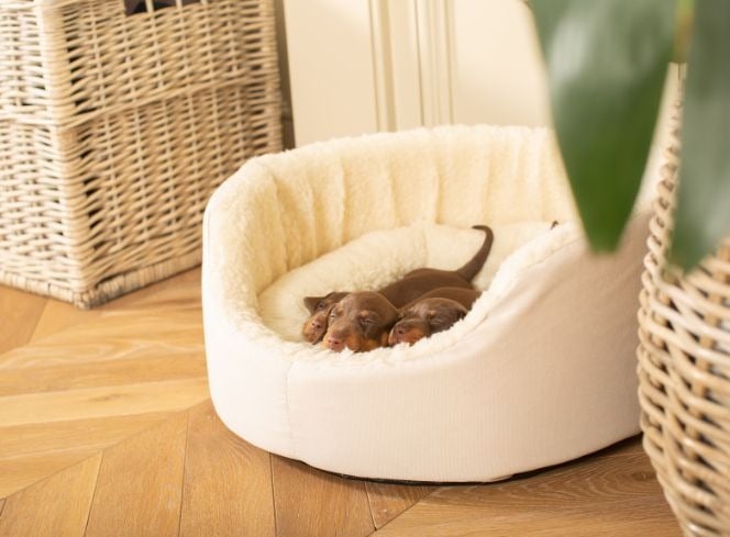Blog | Luxury Dog and Cat News | Lords & Labradors