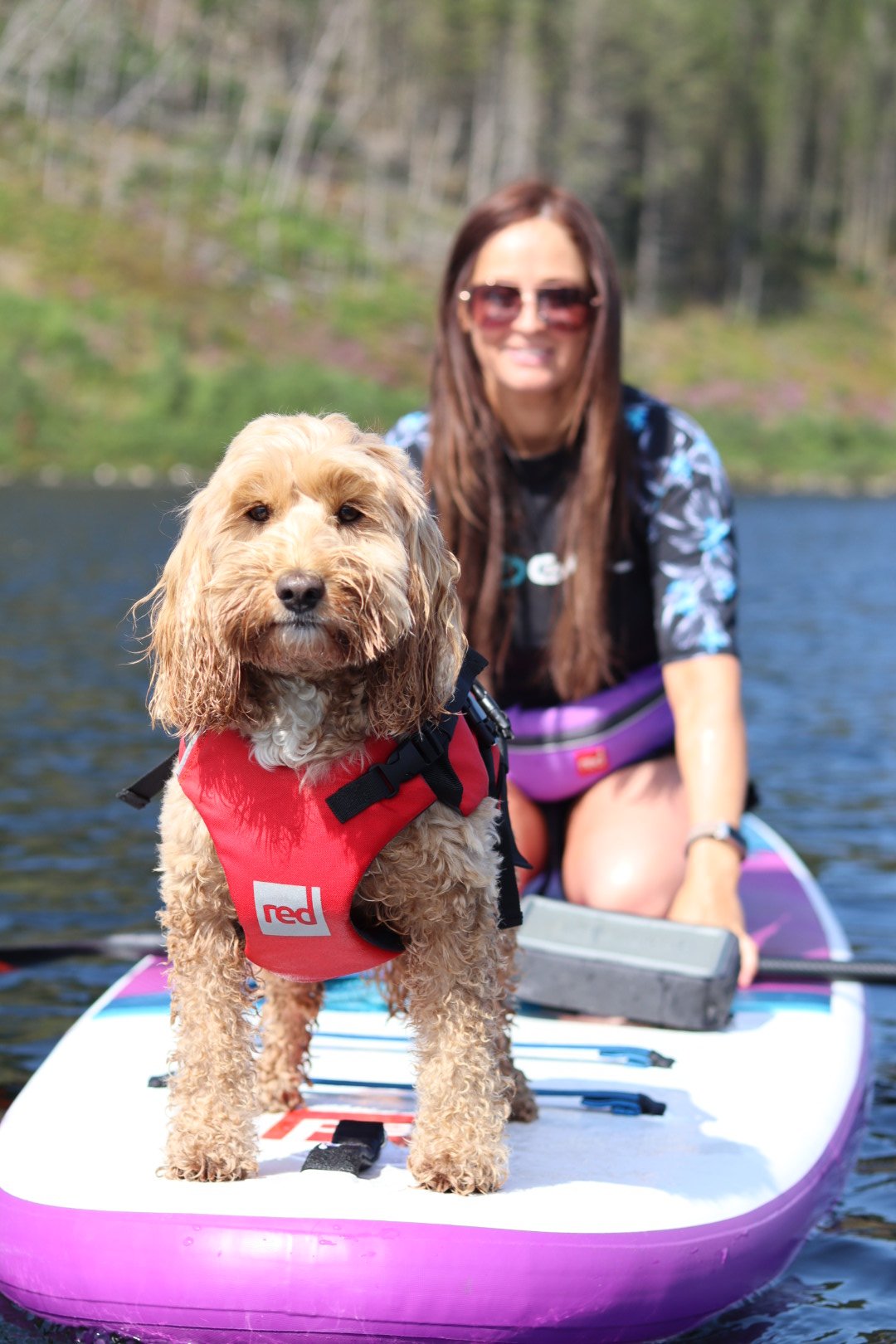 Reggie the Cockapoo paddleboarding with his owner