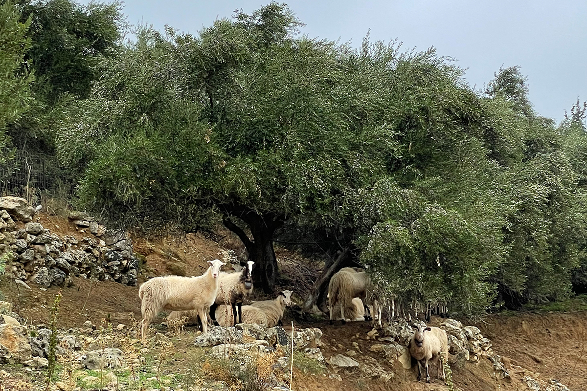 Grazing the Groves