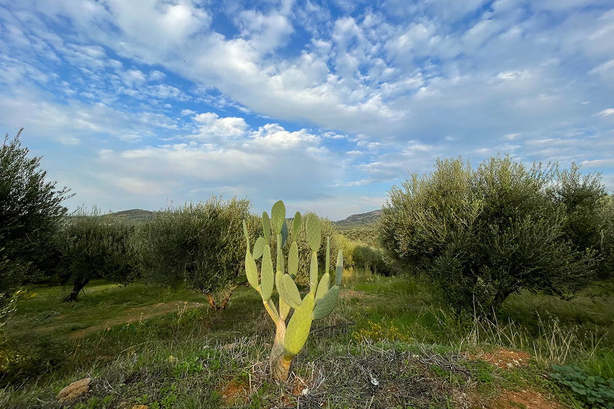 Abundant Flora