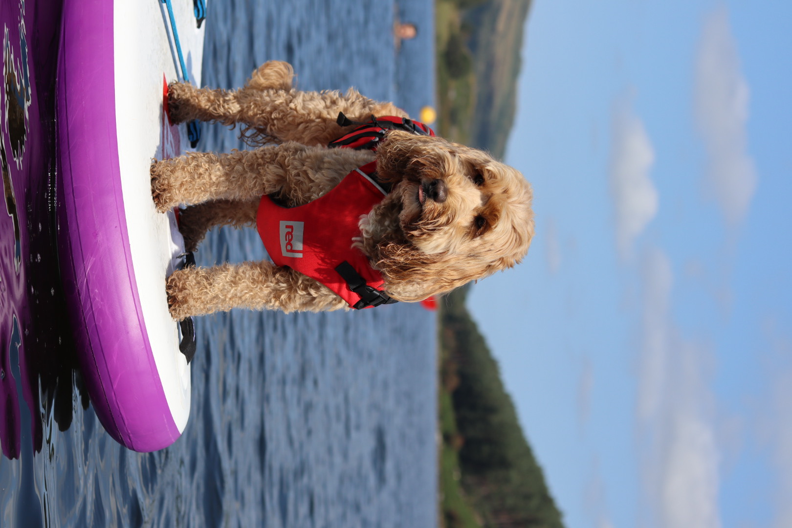 Cockapoo wearing a Dog Buoyancy Aid on the front of a paddleboard