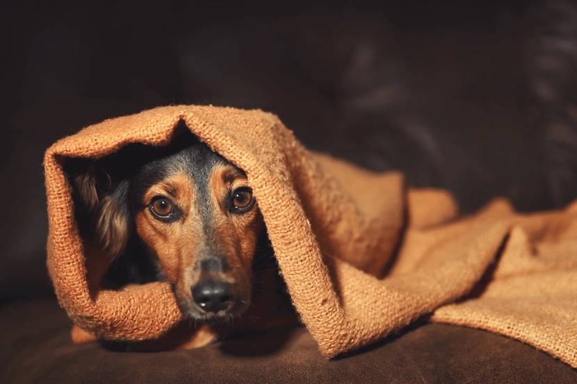 Hund in Decke eingewickelt