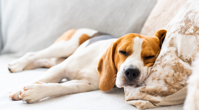 Beruhigungsmittel für Hunde an Silvester – was wirkt wirklich?