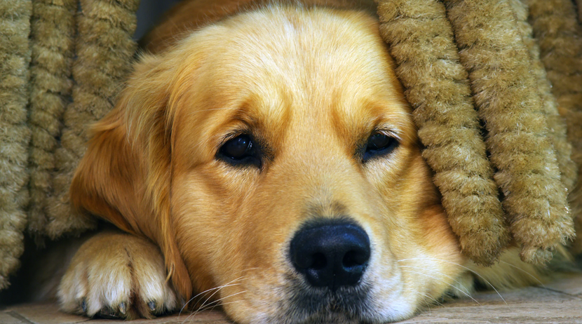 Warum für Hunde Silvester nicht gerade der Knaller ist
