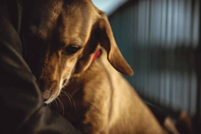 Hund wird an Silvester gekuschelt