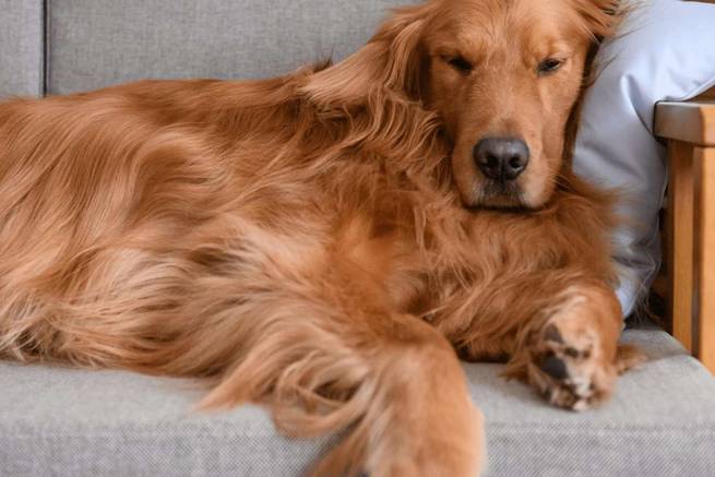 Hund schläft entspannt an Silvester