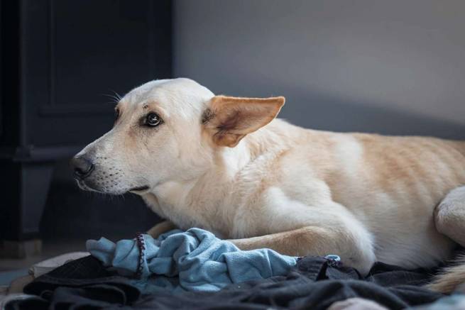 Hund schaut ängstlich am Silvester-Abend