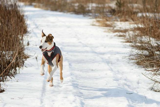 Hund spielt im Schnee an Silvester