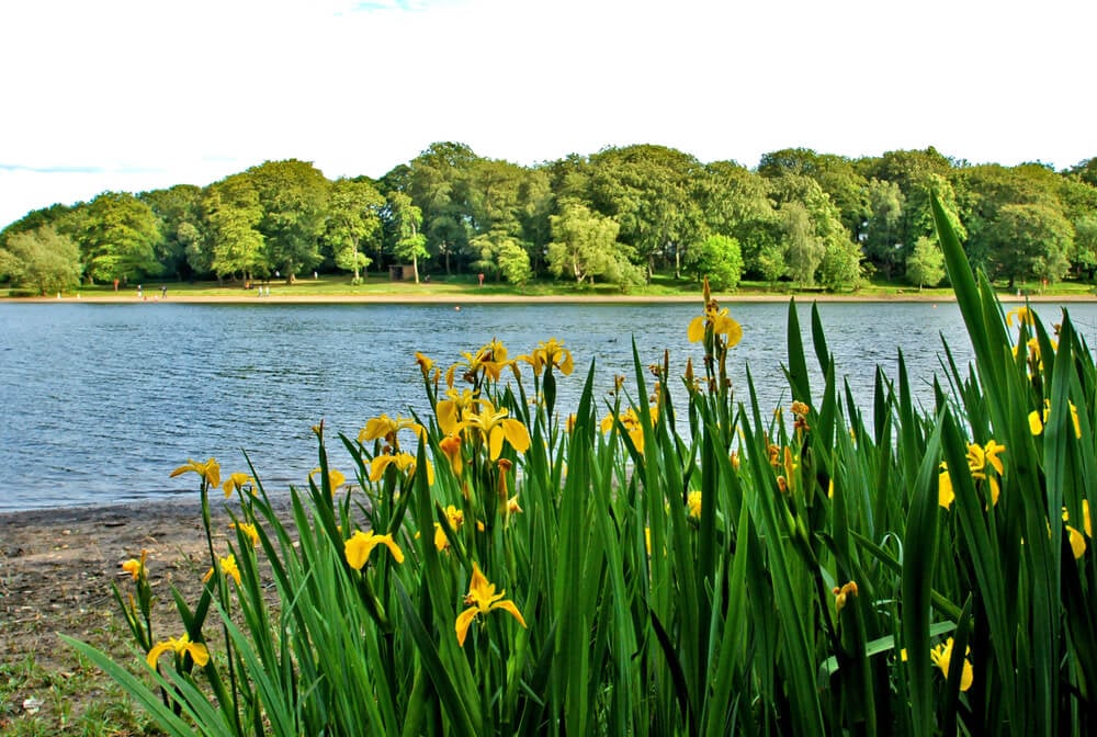 Edgbaston reservoir in spring