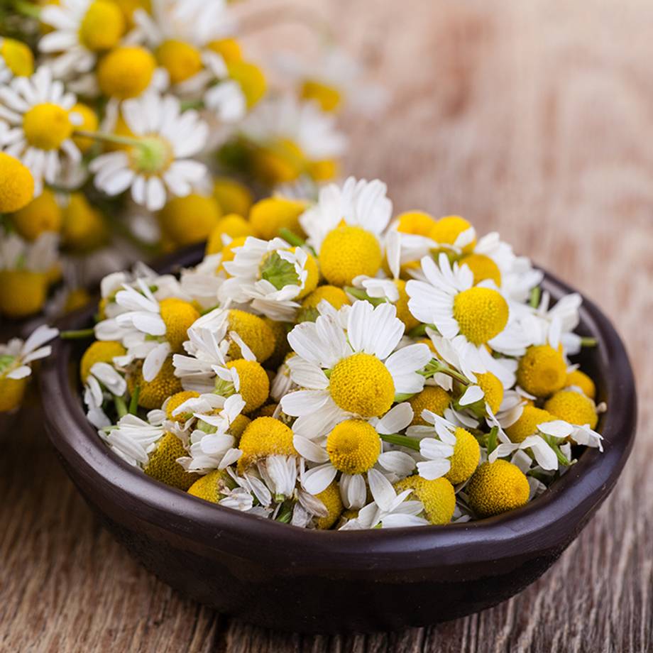 Chamomile Flowers in a Bowl