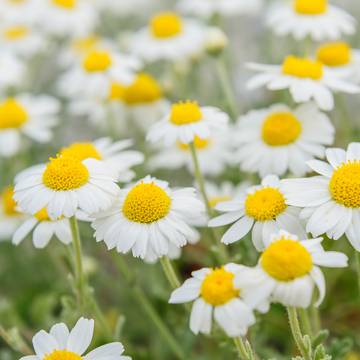 Chamomile Flowers Growing in a Field