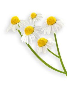Chamomile herb
