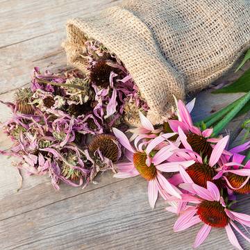 Echinacea Flowers, Dried Echinacea in a Bag for Immune Support