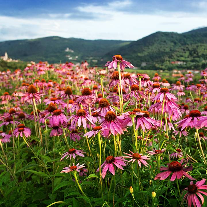 Echinacea Traditional Medicinals