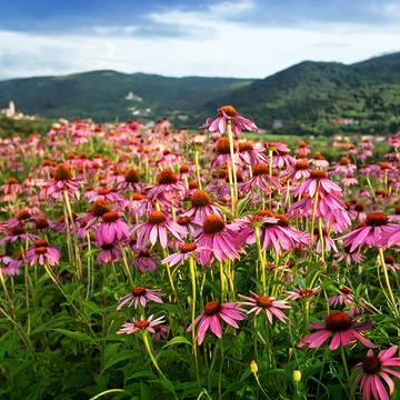 Echinacea Flowers in a Field Used for Immune Support