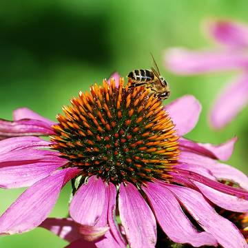 Echinacea Flower with a Bee collecting pollen