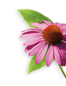 Echinacea herb