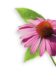Echinacea herb