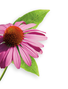 Echinacea herb