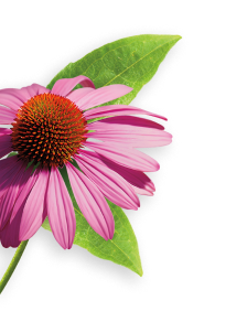Echinacea herb