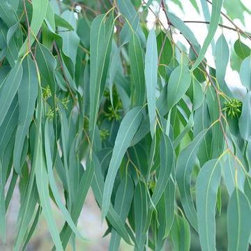 Eucalyptus Leaves for Immune, Respiratory & Throat Health Support