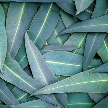 Eucalyptus Leaves for Immune, Respiratory & Throat Health Support