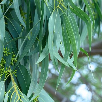 Eucalyptus Leaves for Immune, Respiratory & Throat Health Support