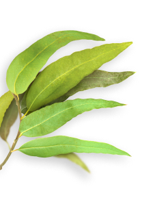 Eucalyptus herb