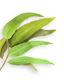 Eucalyptus herb