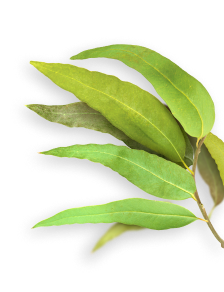 Eucalyptus herb