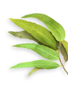 Eucalyptus herb