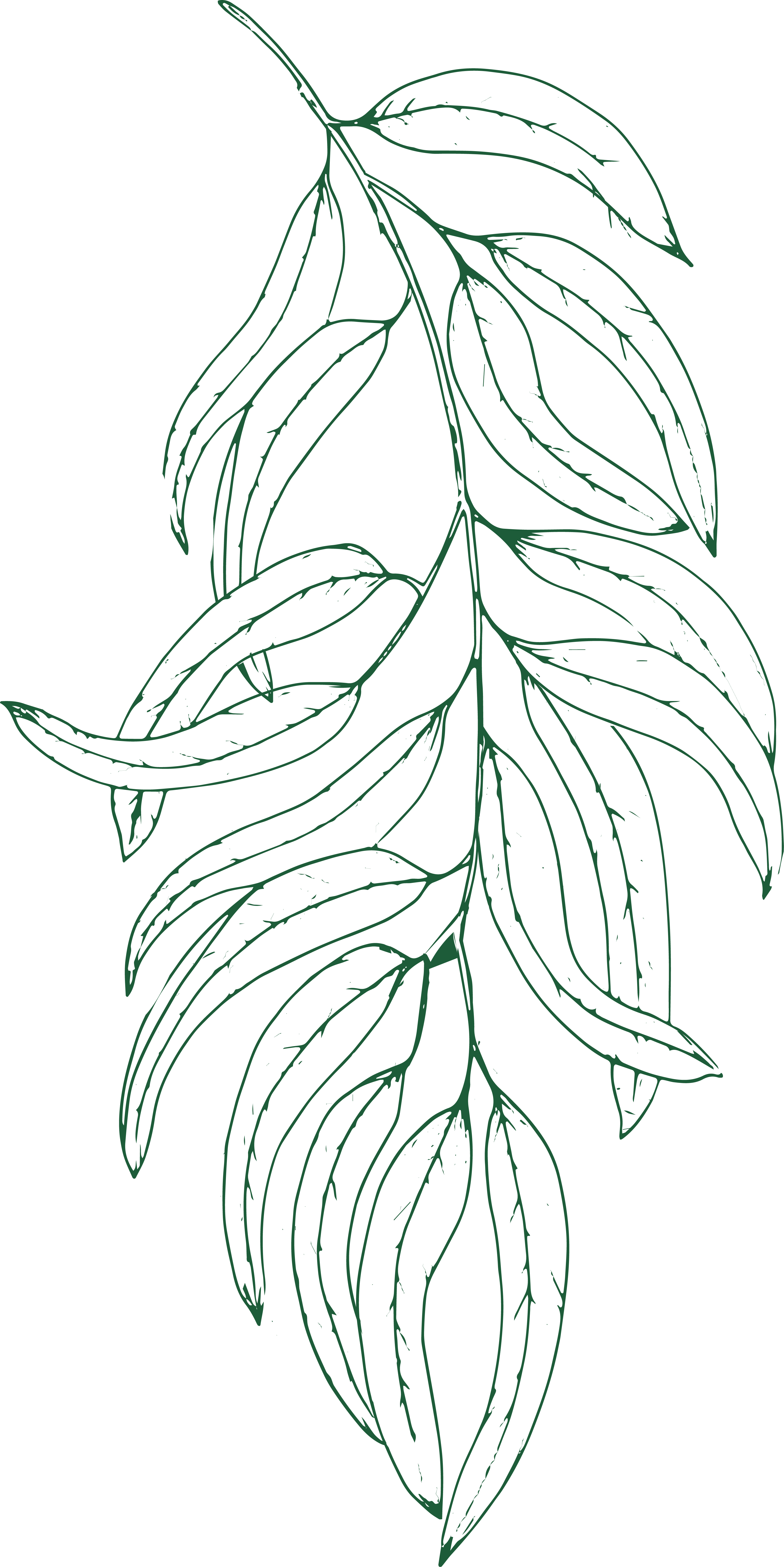 Eucalyptus illustration