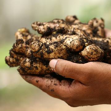 Ginger Rhizome being held in harvesters hands