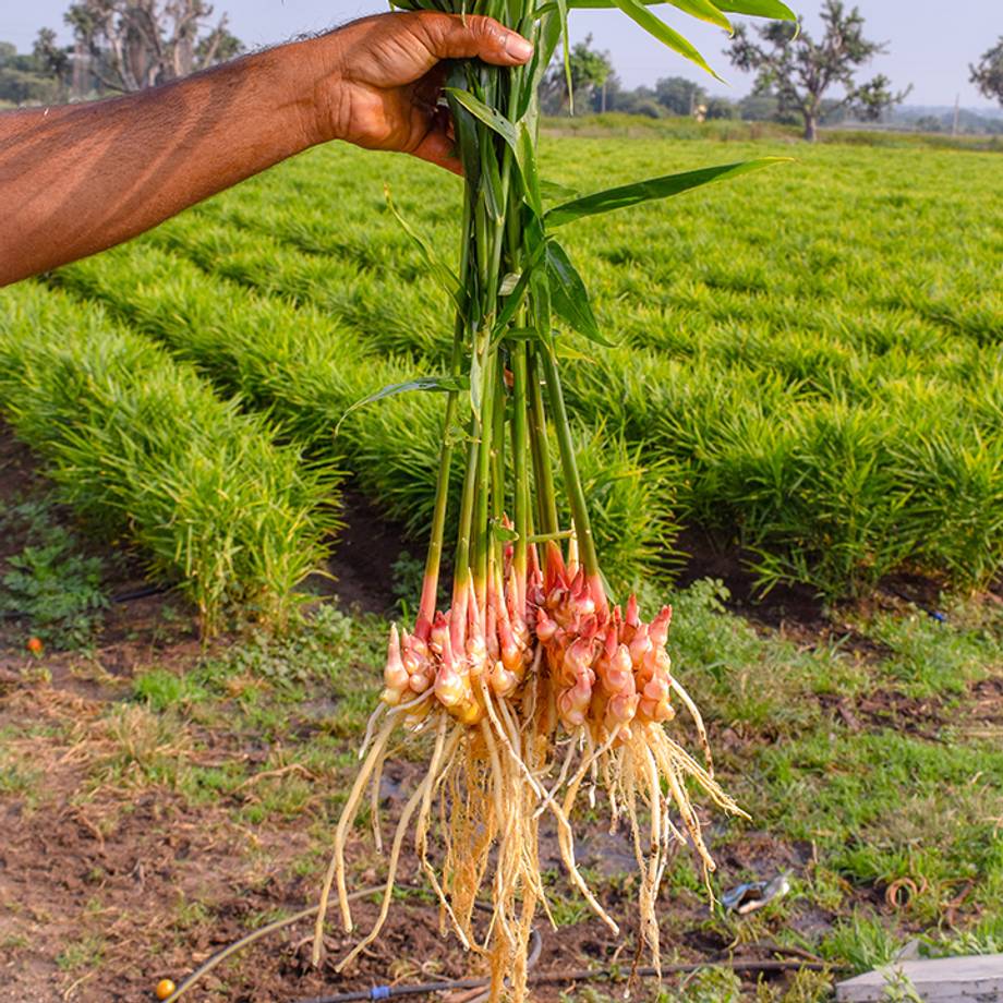 Ginger Rhizome being held in harvesters hands