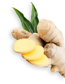 Ginger herb